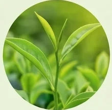 Café Verde + Chá Verde